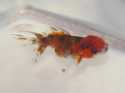 Mon Oranda qui vient tout juste d'arriver  la maison (28 janvier 2012)! Il fait 6 cm.