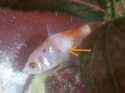 voici quelques photo de mon poisson apparement malade..