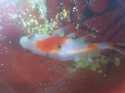 voici quelques photo de mon poisson apparement malade..