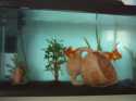 aquarium sympa