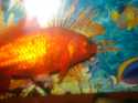 Bonjour,

Notre poisson a depuis longtemps , une blessure au niveau de la nageoire. 
Ca forme une grosse boule blanche (comme du calcaire) et ca change de forme. Je l'ai trait avec de l'esha 2000 et de l'omnipur aussi, au dbut on dirait que la boule rtrcit mais elle fini toujours par revenir. 
Pouvez-vous m'aider? 
Merci